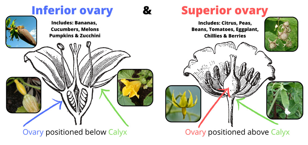 Inferior Superior ovary position